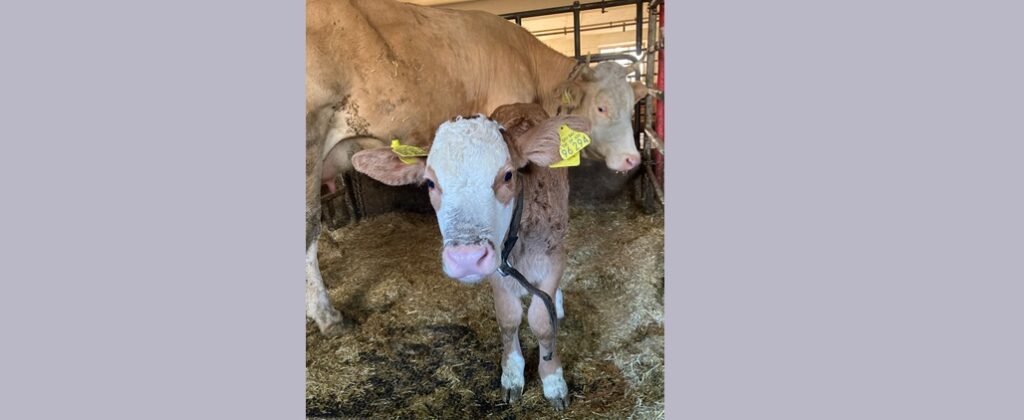 (c)Herrnbauer_Silver